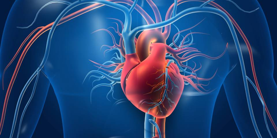 Your Ultimate Guide to a Healthy Heart