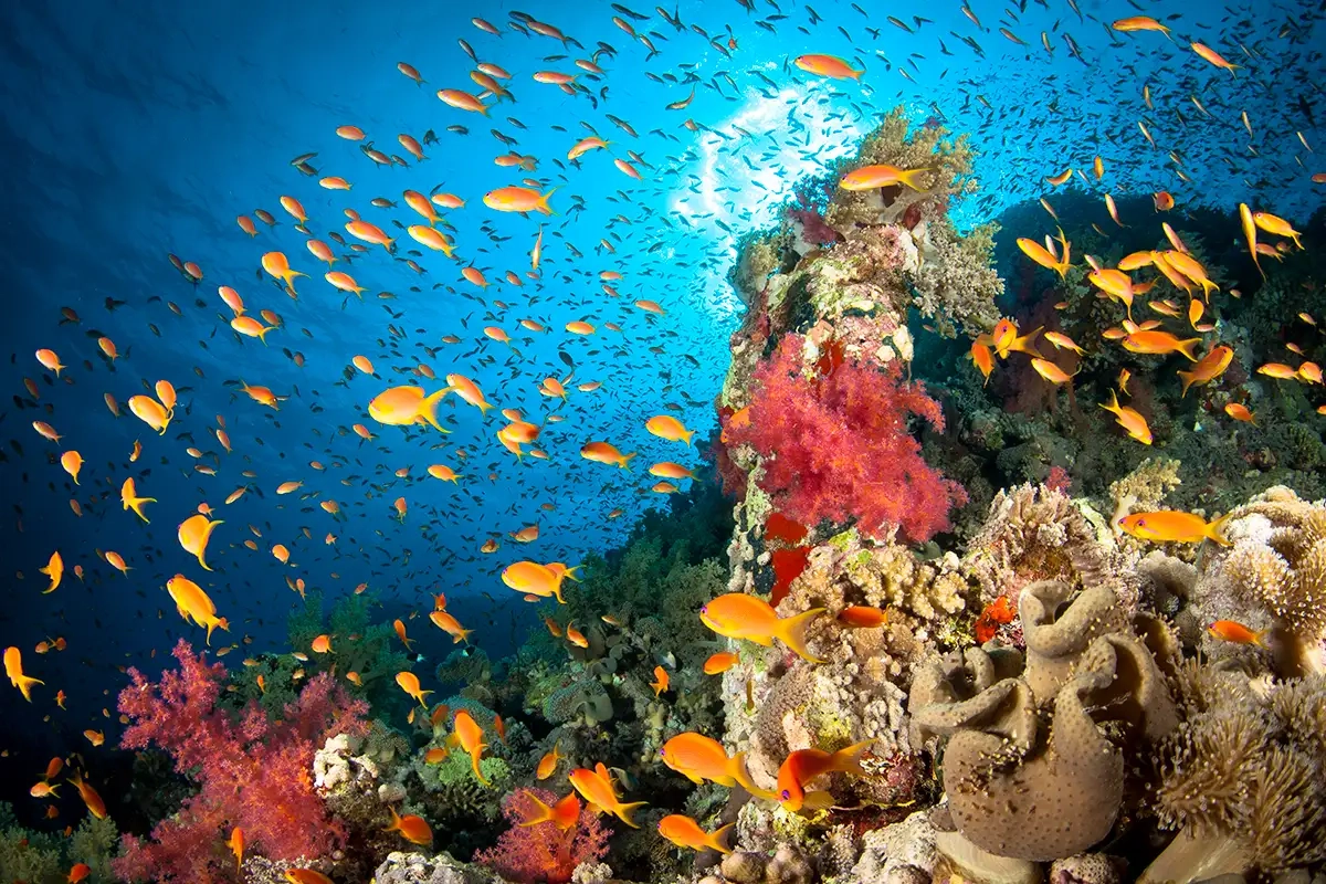 Tulane Scientists Map the Changing Oxygen Levels in the World’s Oceans